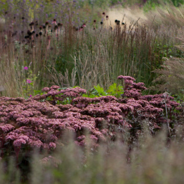 Iarba de soaldina (Sedum Matrona), planta perena, planta melifera, flori roz - Img 2