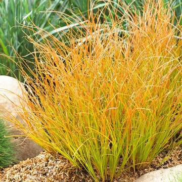 Iarbă decorativă (Carex testacea Prairie Fire) ghiveci 2 l, vesnic verde, planta ornamentala