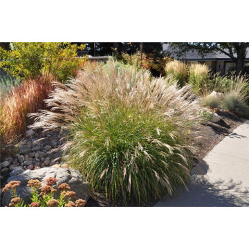 Iarba elefantului Adagio (Miscanthus sin. 'Adagio'), iarba decorativa - Img 2