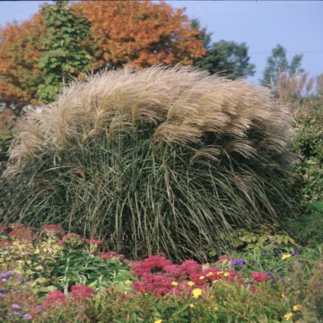 Iarba elefantului Graziella (Miscanthus sin. 'Graziella'), iarba decorativa - Img 3