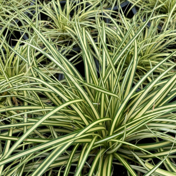 Iarba galbena (Carex oshimensis Evergold), vesnic verde, planta perena - Img 4