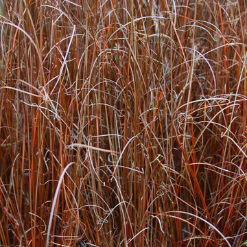Iarba rosie (Carex buchananii Red Rooster), iarba decorativa, frunzis galben - Img 4