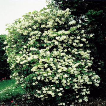Iasomie batuta (Philadelphus virginal), planta gard viu, planta ornamentala, planta melifera - Img 3