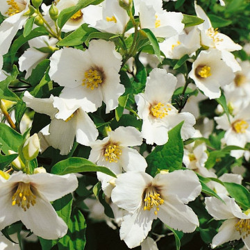 Iasomie cu flori mari (Philadelphus Belle Etoile), planta gard viu, arbust ornamental, planta melifera