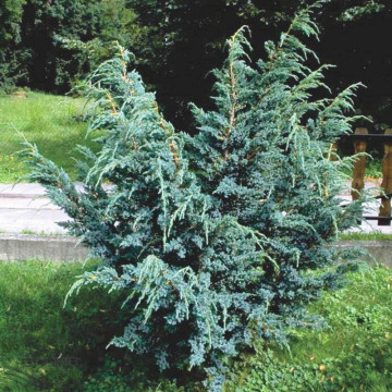 Ienupăr Blue Alps (Juniperus Blue Alps), planta gard viu, vesnic verde, frunzis albastru - Img 3