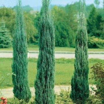 Ienupar sageata (Juniperus Sky-rocket) 100-120 cm - Img 2