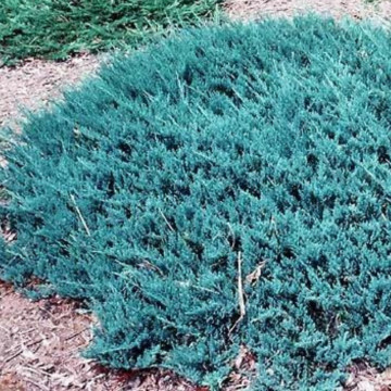 Ienupar tarator albastru (Juniperus hor. Blue Chip), vesnic verde, planta acoperitoare de sol, frunzis albastru - Img 2