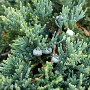 Ienupar tarator albastru (Juniperus Wiltonii), ghiveci 2 l vesnic verde, planta acoperitoare de sol, frunzis albastru - Img 2