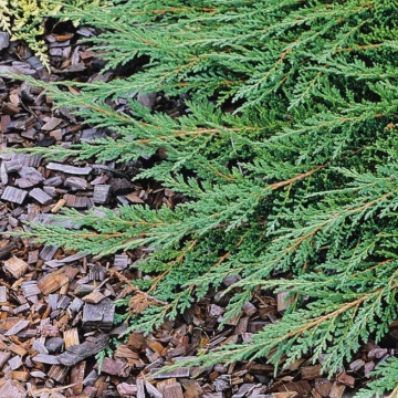 Ienupar tarator (Juniperus horiz. Prince of Walles) ghiveci 1.5 l, vesnic verde, planta acoperitoare de sol - Img 2
