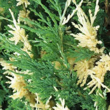 Ienupar tarator vargat (Juniperus horiz. Andorra Variegata), vesnic verde, planta acoperitoare de sol, frunzis verde-galben - Img 2