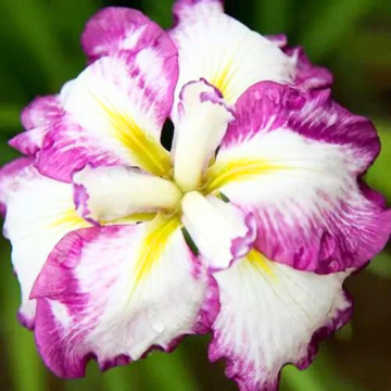 Iris ensata Stripped Ripples