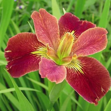 Iris 'Louisiana bold pretender, planta perena, flori mov - Img 2