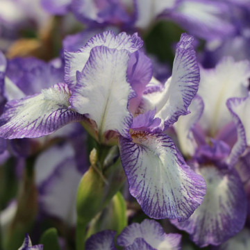 Iris Petit polka, planta perena, flori alb, mov - Img 4