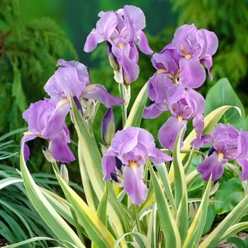 Iris Zebra (Iris pallida Variegata)