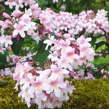 Kolkwitia (Kolkwitzia amabilis), arbust ornamental, planta melifera, flori roz
