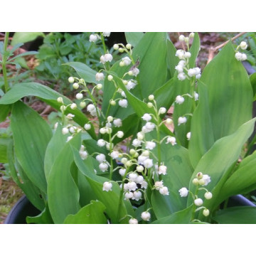 Lacramioare (Convallaria majalis Doreen), planta acoperitoare de sol, planta parfumata, flori alb - Img 2
