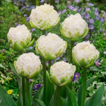 Lalele albe (Tulips White Mountain), bulbi lalele, flori alb - Img 2