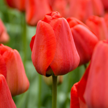 Lalele Apeldoorn (Tulips Apeldoorn), bulbi lalele, flori rosu