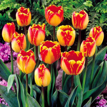 Lalele Banja Luka (Tulips Banja Luka), bulbi lalele, flori galbene, rosu - Img 2