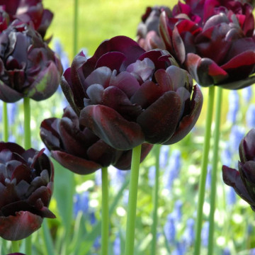 Lalele Black hero (Tulips Black Hero), bulbi lalele, flori negru - Img 3