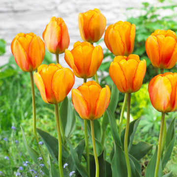 Lalele Blushing Apeldoorn (Tulips Blushing Apeldoorn), bulbi lalele, flori portocaliu - Img 3