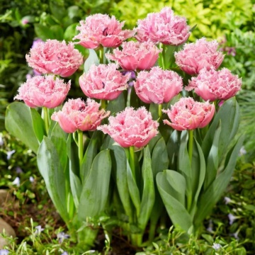 Lalele Cairns (Tulips Cairns), bulbi lalele, flori roz - Img 2