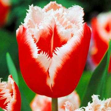 Lalele Canasta (Tulips Canasta), bulbi lalele, flori alb, rosu