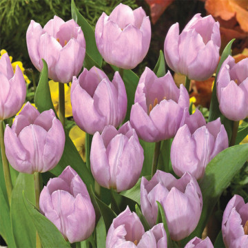 Lalele Candy Prince (Tulips Candy Prince), bulbi lalele, flori mov - Img 3