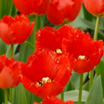 Lalele Crystal Beauty (Tulips Crystal Beauty), bulbi lalele, flori rosu - Img 2