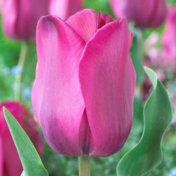 Lalele Don Quichotte (Tulips Don Quichotte), bulbi lalele, flori rosu