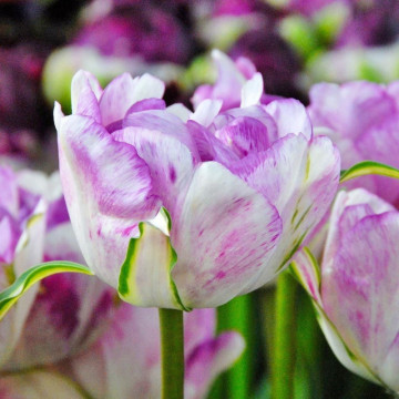 Lalele Double Shirley (Tulips Double Shirley), bulbi lalele, flori alb, roz