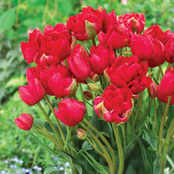 Lalele Estatic (Tulips Estatic), bulbi lalele, flori rosu - Img 2