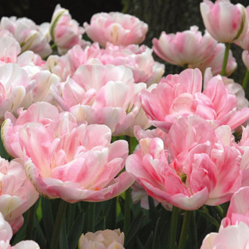 Lalele Finola (Tulips Finola), bulbi lalele, flori alb, roz - Img 4