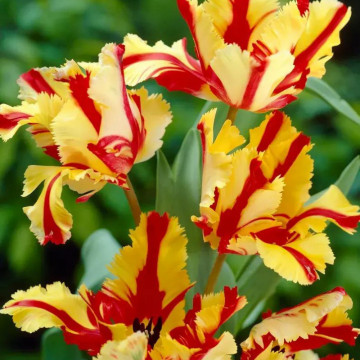 Lalele Flaming Parrot (Tulips Flaming Parrot), bulbi lalele, flori galbene - rosu - Img 2