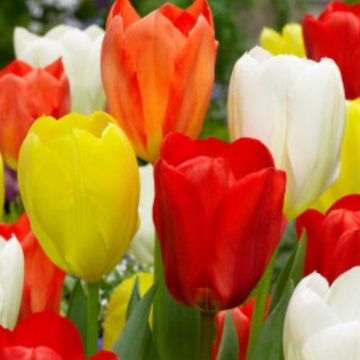 Lalele Fosteriana Mix (Tulips Fosteriana Mix)