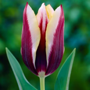 Lalele Gavota (Tulips Gavota), bulbi lalele, flori galbene, rosu - Img 3