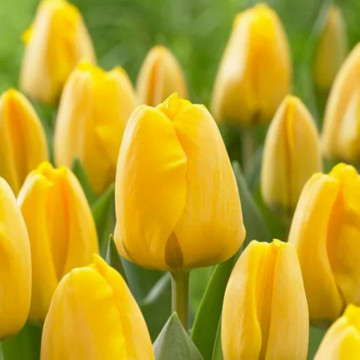Lalele Golden Apeldoorn (Tulips Golden Apeldoorn), bulbi lalele, flori galbene