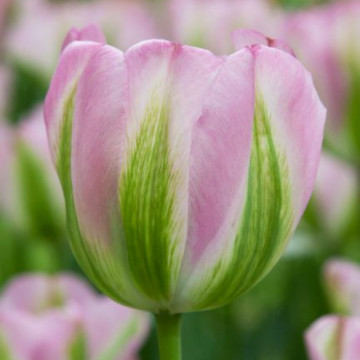 Lalele Groenland (Tulips Groenland), bulbi lalele, flori roz, verde - Img 4