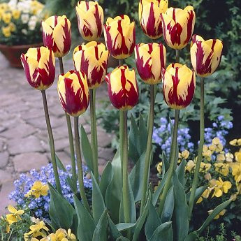 Lalele Helmar (Tulips Helmar), bulbi lalele, flori galben, rosu - Img 2