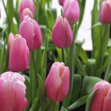 Lalele Holland Beauty (Tulips Holland Beauty), bulbi lalele, flori roz - Img 2