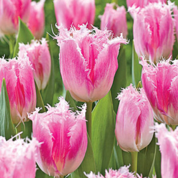 Lalele Huis Ten Bosch (Tulips Huis Ten Bosch), bulbi lalele, flori alb, roz - Img 3