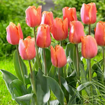 Lalele Jimmy (Tulips Jimmy), bulbi lalele, flori portocaliu - Img 3