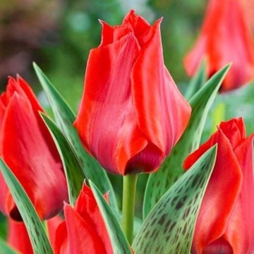 Lalele Julius Caesar (Tulips Julius Caesar), bulbi lalele, flori rosu