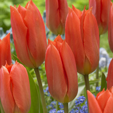 Lalele Orange Brilliant (Tulips Orange Brilliant)