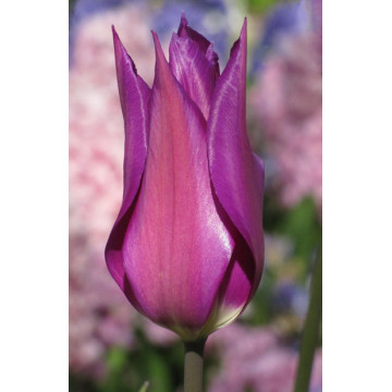 Lalele Purple dream