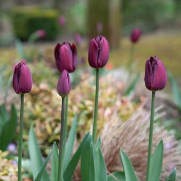 Lalele Ronaldo (Tulips Ronaldo), bulbi lalele, flori rosu - Img 2
