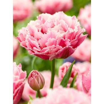 Lalele Sugar Crystal (Tulips Sugar Crystal) - Img 2