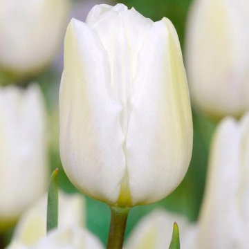 Lalele White Flag (Tulips White Flag), bulbi lalele, flori alb