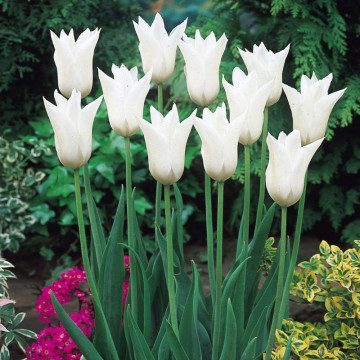 Lalele White Triumphator (Tulips White Triumphator), bulbi lalele, flori alb - Img 2