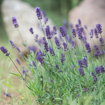 Lavandula angustifolia Valence Dark Violet, vesnic verde, planta perena, planta parfumata